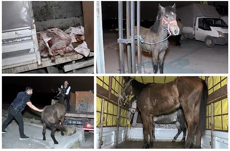 SULTANGAZİ’DE AT ETİ BASKINI!